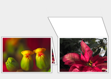 Fine art greeting card - (Poinsettia) – 4.5″x6.25″