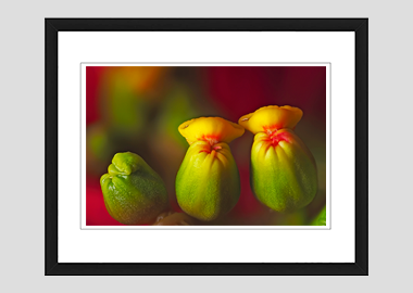 framed print - (Poinsettia HBV) - 8"x10"