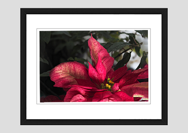 framed print - (Poinsettia HV) - 8"x10"