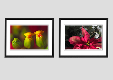 Both framed prints - (Poinsettia) - 8"x10" each