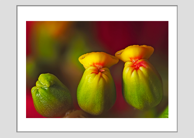 matted print - (Poinsettia HBV) - 11"x14"