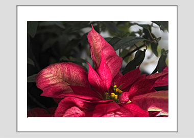 matted print - (Poinsettia HV) - 11"x14"