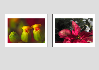 Both matted prints - (Poinsettia) - 11"x14" each