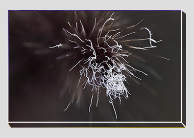 canvas print - (Purple Fountain Grass HBV) - 8"x12"