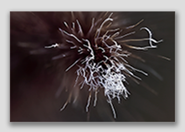 canvas print - (Purple Fountain Grass HBV) - 8"x12"