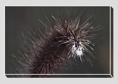 canvas print - (Purple Fountain Grass HV) - 8"x12"