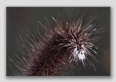 canvas print - (Purple Fountain Grass HV) - 8"x12"