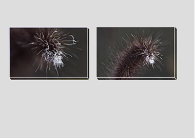 Both canvas prints - (Purple Fountain Grass) - 8"x12" each