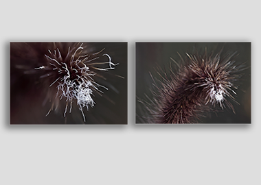 Both canvas prints - (Purple Fountain Grass) - 8"x12" each