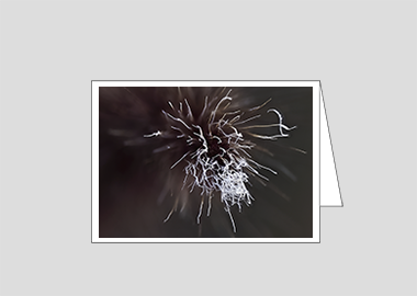 Fine art greeting card - (Purple Fountain Grass HBV) – 4.5″x6.25″