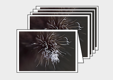 Package of 5 greeting cards - (Purple Fountain Grass HBV) – 4.5″x6.25″