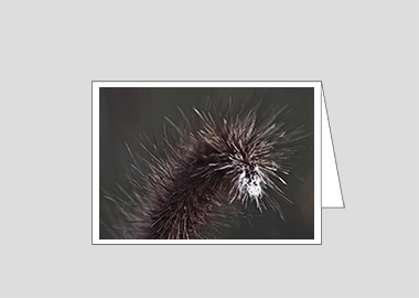 Fine art greeting card - (Purple Fountain Grass HV) – 4.5″x6.25″