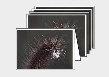 Package of 5 greeting cards - (Purple Fountain Grass HV) – 4.5″x6.25″