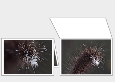 Fine art greeting card - (Purple Fountain Grass) – 4.5″x6.25″