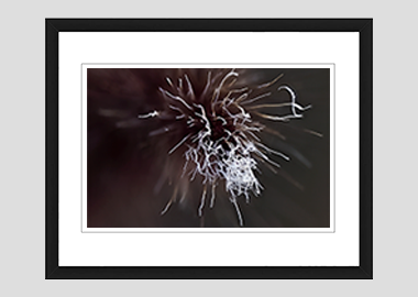 framed print - (Purple Fountain Grass HBV) - 8"x10"