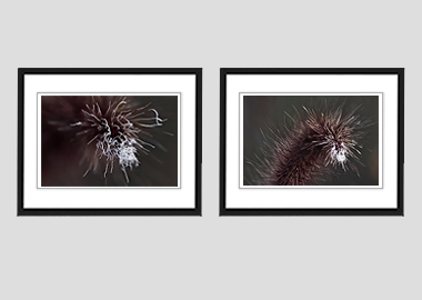 Both framed prints - (Purple Fountain Grass) - 8"x10" each