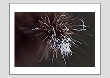 matted print - (Purple Fountain Grass HBV) - 11"x14"