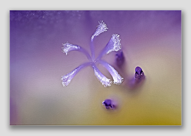 canvas print - (Purple Freesia HBV) - 8"x12"