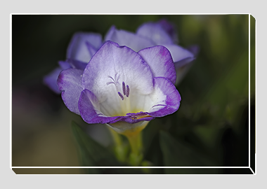 canvas print - (Purple Freesia HV) - 8"x12"