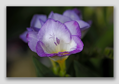 canvas print - (Purple Freesia HV) - 8"x12"