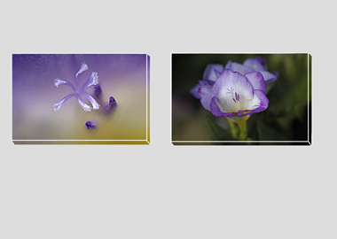 Both canvas prints - (Purple Freesia) - 8"x12" each