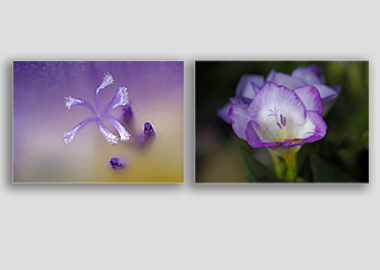 Both canvas prints - (Purple Freesia) - 8"x12" each