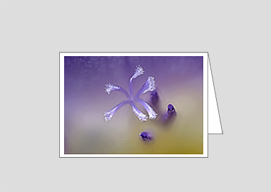 Fine art greeting card - (Purple Freesia HBV) – 4.5″x6.25″