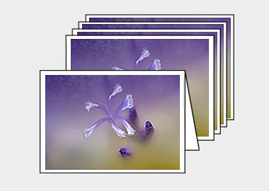 Package of 5 greeting cards - (Purple Freesia HBV) – 4.5″x6.25″