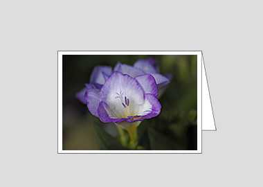 Fine art greeting card - (Purple Freesia HV) – 4.5″x6.25″