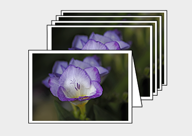 Package of 5 greeting cards - (Purple Freesia HV) – 4.5″x6.25″