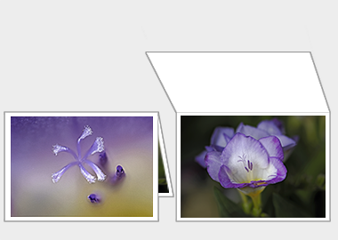 Fine art greeting card - (Purple Freesia) – 4.5″x6.25″