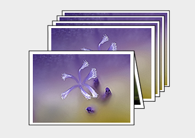 Package of 5 greeting cards - (Purple Freesia) – 4.5″x6.25″