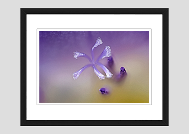 framed print - (Purple Freesia HBV) - 8"x10"