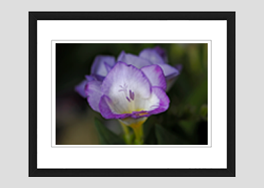 framed print - (Purple Freesia HV) - 8"x10"
