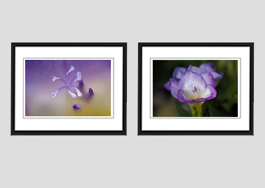 Both framed prints - (Purple Freesia) - 8"x10" each