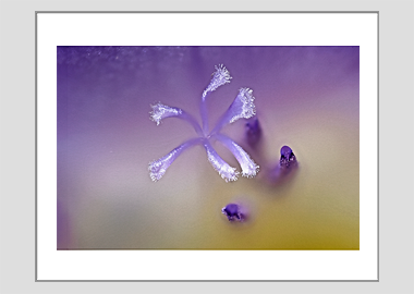 matted print - (Purple Freesia HBV) - 11"x14"