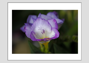 matted print - (Purple Freesia HV) - 11"x14"