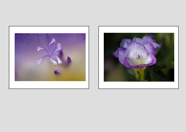 Both matted prints - (Purple Freesia) - 11"x14" each