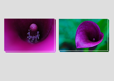 Both canvas prints - (Purple Sensation) - 8"x12" each