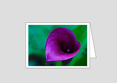 Fine art greeting card - (Purple Sensation HV) – 4.5″x6.25″