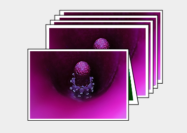 Package of 5 greeting cards - (Purple Sensation) – 4.5″x6.25″