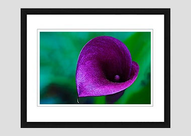 framed print - (Purple Sensation HV) - 8"x10"