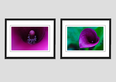 Both framed prints - (Purple Sensation) - 8"x10" each