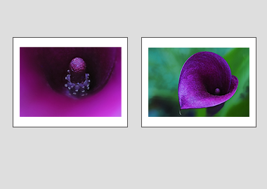 Both matted prints - (Purple Sensation) - 11"x14" each