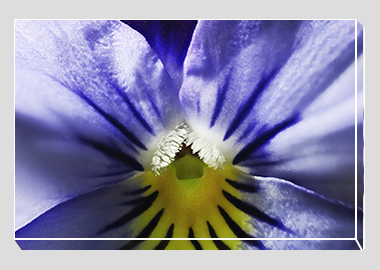 canvas print - (Purple and Blue Pansy HBV) - 8"x12"