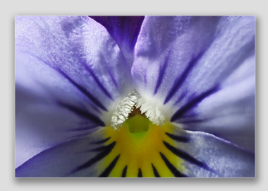 canvas print - (Purple and Blue Pansy HBV) - 8"x12"