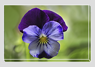 canvas print - (Purple and Blue Pansy HV) - 8"x12"