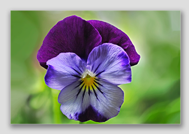 canvas print - (Purple and Blue Pansy HV) - 8"x12"