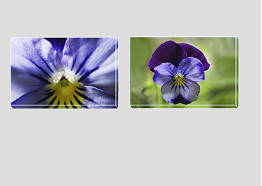 Both canvas prints - (Purple and Blue Pansy) - 8"x12" each