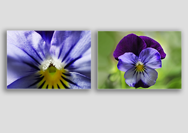 Both canvas prints - (Purple and Blue Pansy) - 12"x18" each